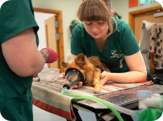 A Lanes nurse during a procedure