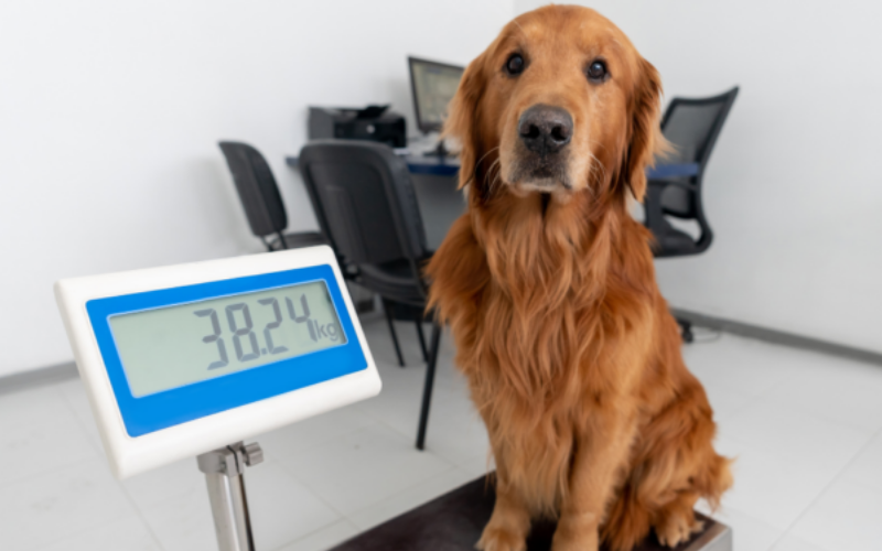 Vet Nurse Clinics at Lanes Vets: Expert Care Beyond the Consultation Room