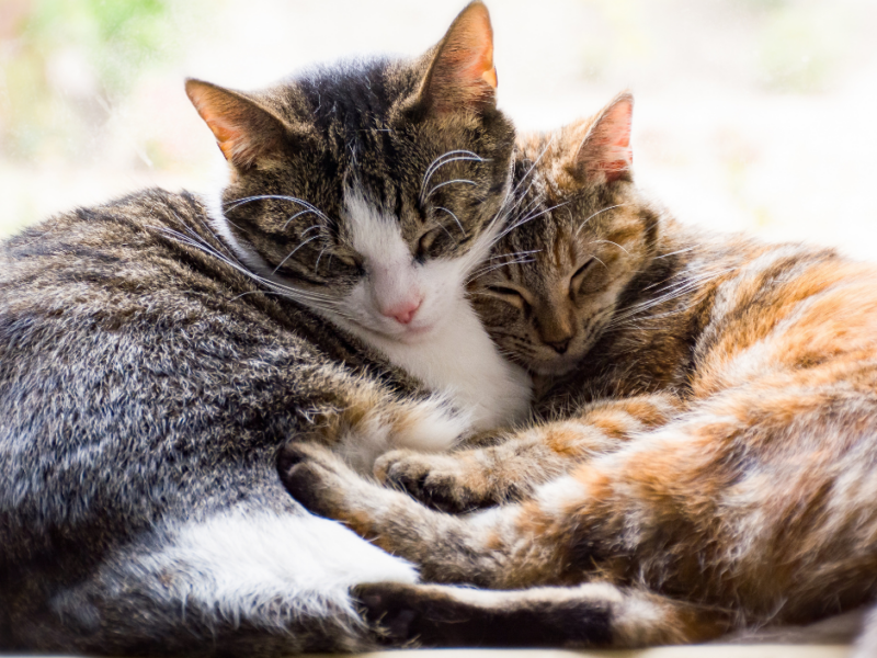 Neutering: Making the Right Decision for Your Pet
