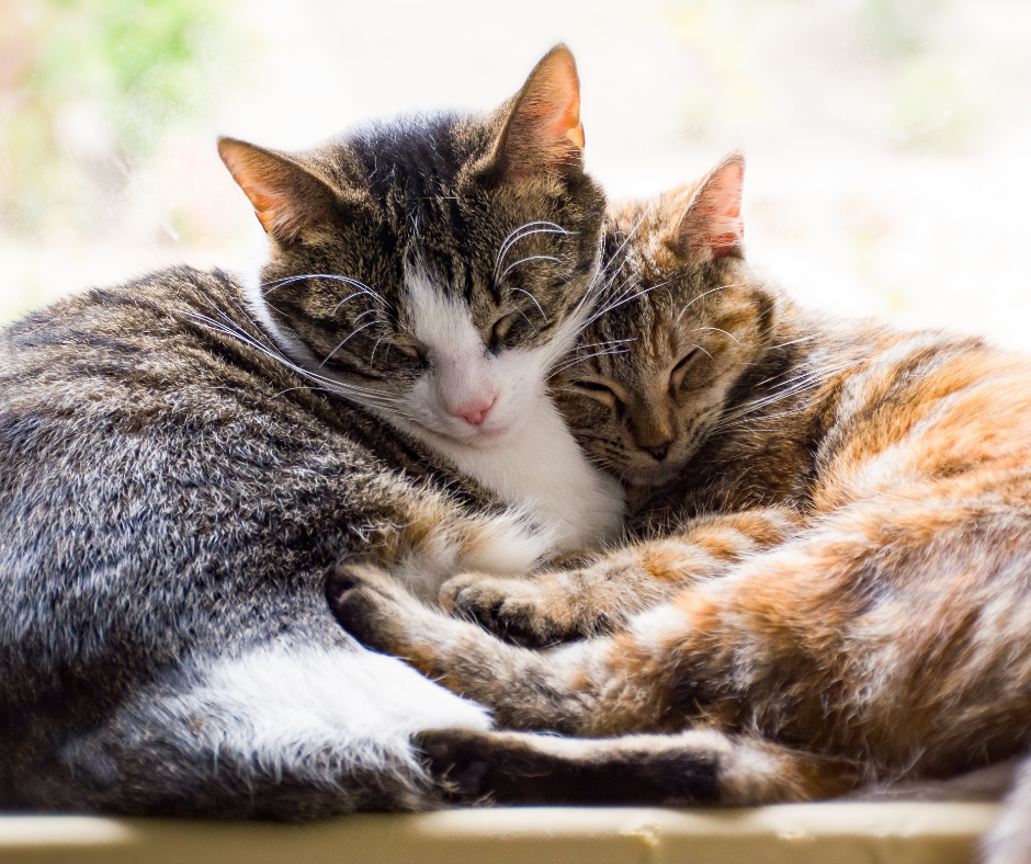 Neutering: Making the Right Decision for Your Pet