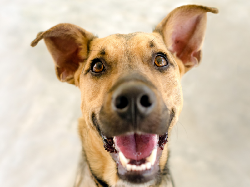 Dental disease in dogs: does your dog need a check-up?