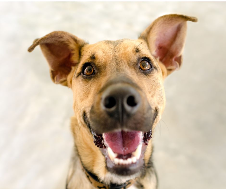 Dental disease in dogs: does your dog need a check-up?