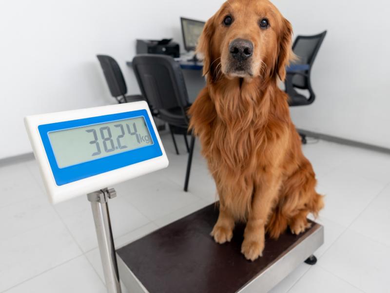 Vet Nurse Clinics at Lanes Vets: Expert Care Beyond the Consultation Room