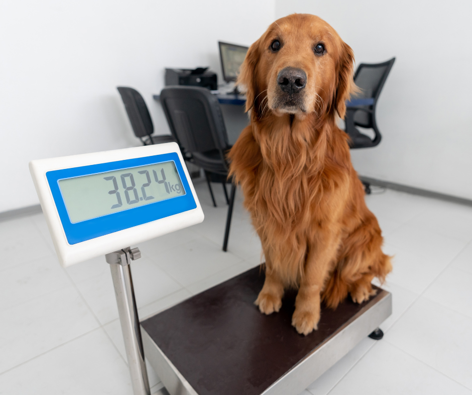 Vet Nurse Clinics at Lanes Vets: Expert Care Beyond the Consultation Room
