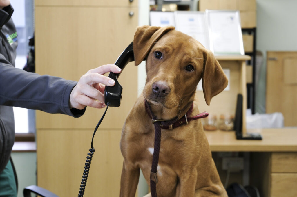A Labrador puppy at Lanes reception
