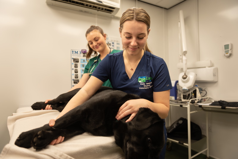 Two Lanes nurses looking after a black Labrador