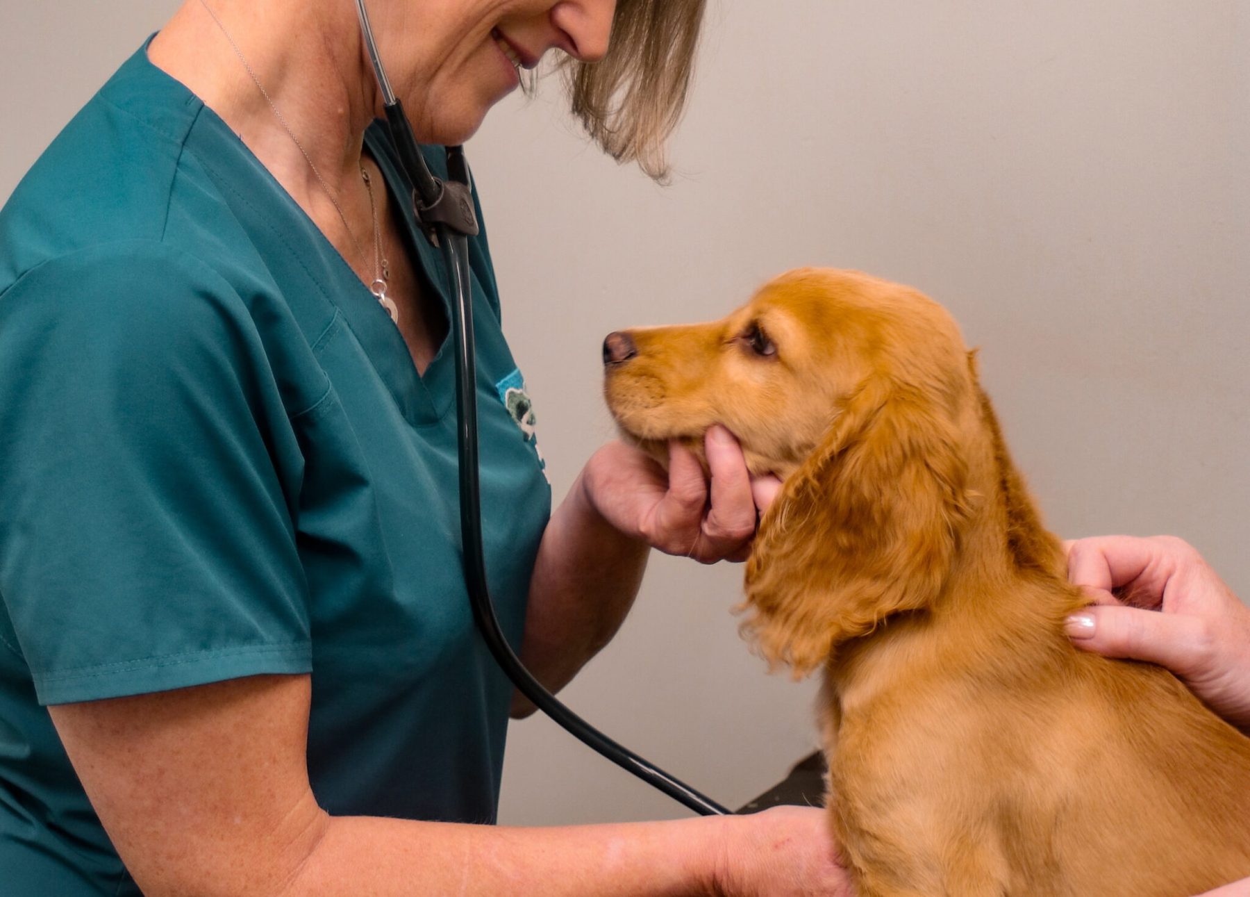A vet examining a cocker spaniel puppy