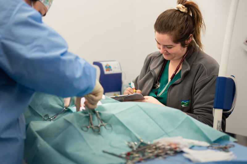 Lanes vets working in theatre