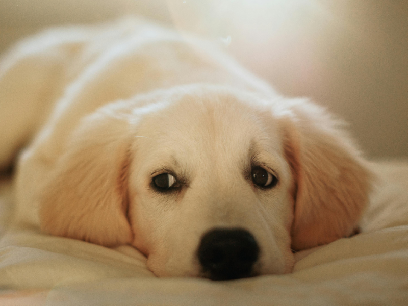 Firework Fears: Supporting Anxious Pets Through the Season