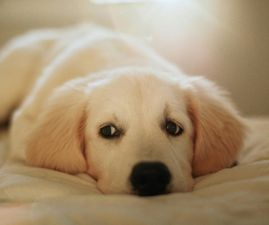 Firework Fears: Supporting Anxious Pets Through the Season